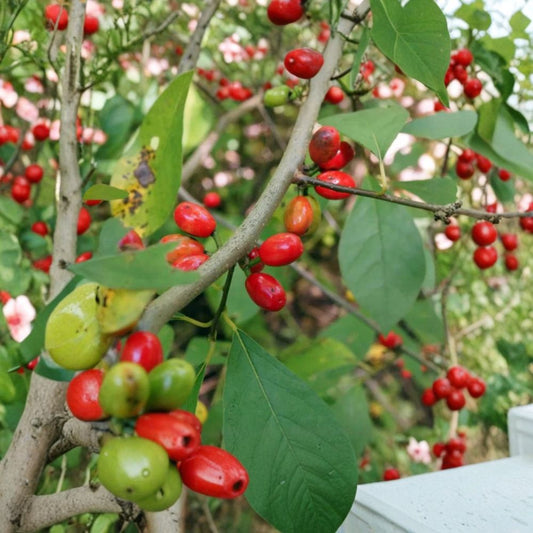 Live Spicebush Plant | Lindera benzoin | 6 Inch Tall | 4 Inch Pot | Native Deciduous Shrub