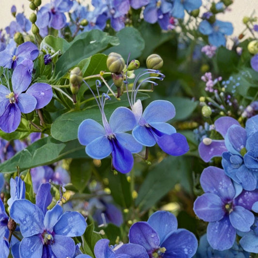 2 Live Blue Cat Whiskers Plants | 4–6 Inches Tall | No Pot | Flowering Tropical Herb | Ornamental Garden Plant | Container Friendly