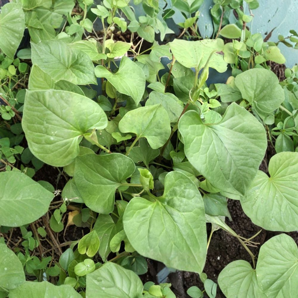 5 Live Fish Mint Plants – Houttuynia cordata ‘Chameleon’ | Diếp Cá | Variegated Asian Herb | Bare Root Rhizomes