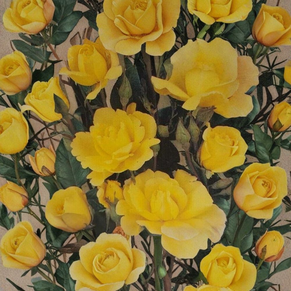 Climbing Golden Showers Rose – Rosa hybrida Live Plant | 2 Gallon Size | Daffodil Yellow Climbing Rose | Includes Root Ball | Trellis & Garden Friendly | Easy to Grow