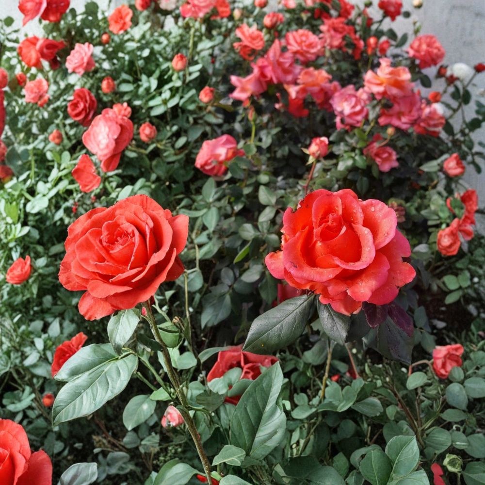 Ring of Fire Hybrid Tea Rose – Rosa Live Plant | 3 Gallon Size | Fiery Red Orange Blooms | Elegant Garden Rose | Easy to Grow