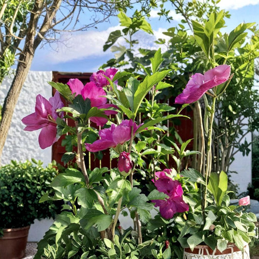 Double Magenta Rose of Sharon Live Plant – Hibiscus syriacus | 10 Inches Tall | Includes 4 Inch Nursery Pot | Hardy Flowering Shrub | Heat & Cold Tolerant