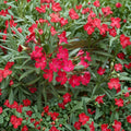 Red Oleander – Live Flowering Shrub | 3 Gallon Size | Includes Rooted Plant Ready for Planting | Landscape & Garden Friendly | Easy to Grow