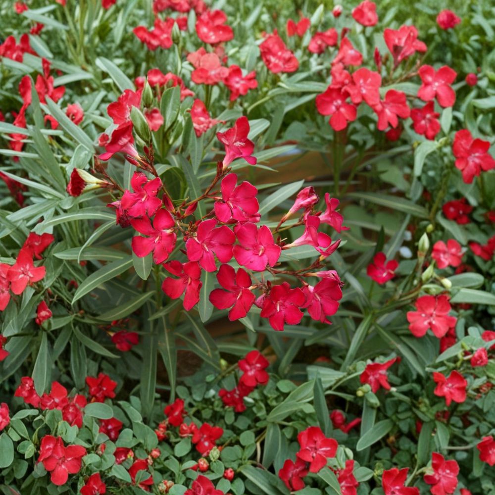 Red Oleander – Live Flowering Shrub | 3 Gallon Size | Includes Rooted Plant Ready for Planting | Landscape & Garden Friendly | Easy to Grow