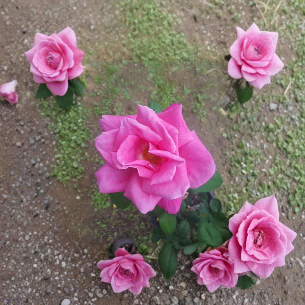 Perfume Delight Hybrid Tea Rose – Rosa Live Plant | 5 Gallon Size | Fragrant Pink Blooms | Classic Garden Rose | Ready to Plant