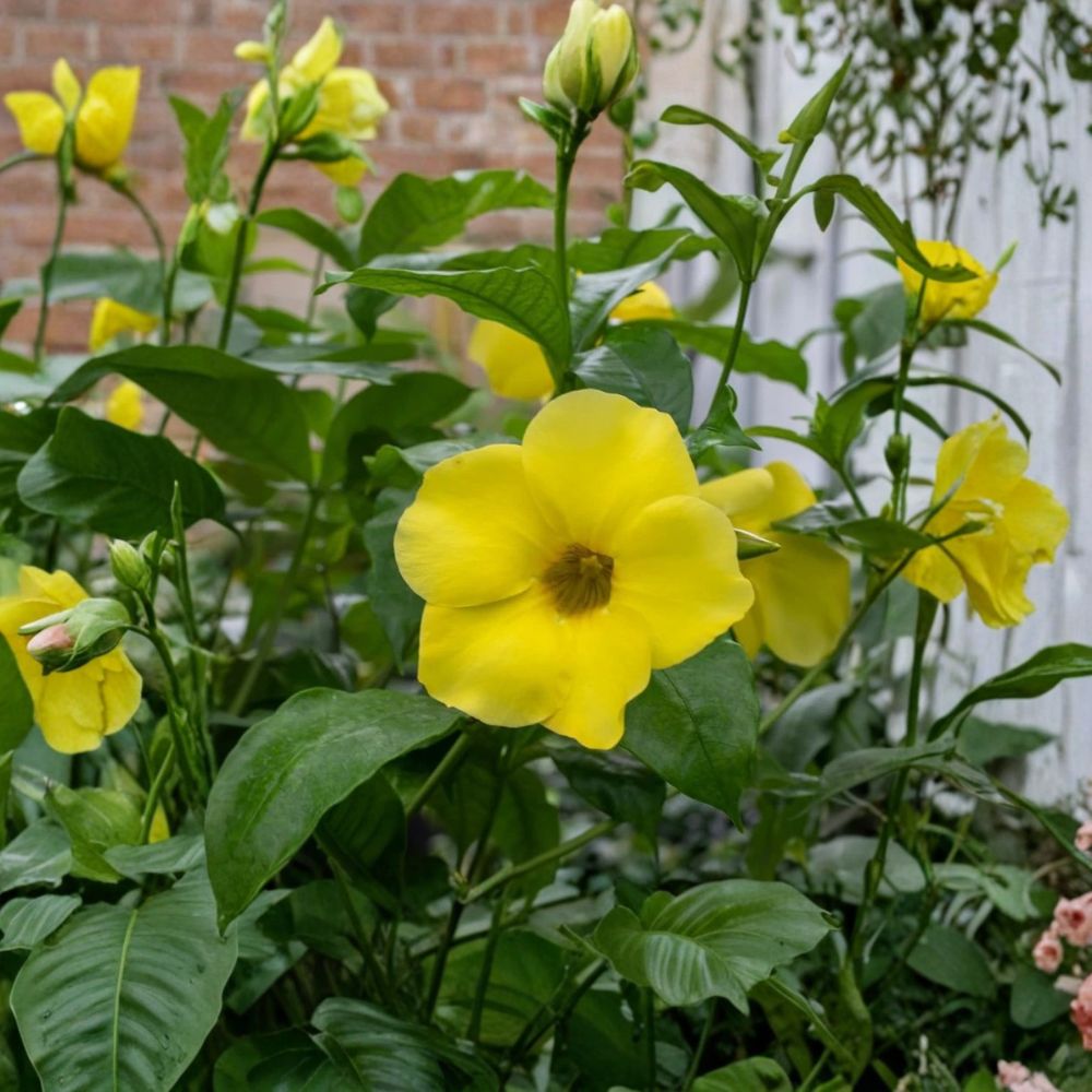 3 Live Dwarf Allamanda Plants – Allamanda compacta | 4–6 Inches Tall | Ships Bare Root | Bright Yellow Flowering Perennial | Tropical Garden Favorite