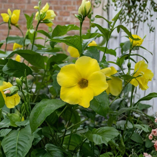 3 Live Dwarf Allamanda Plants – Allamanda compacta | 4–6 Inches Tall | Ships Bare Root | Bright Yellow Flowering Perennial | Tropical Garden Favorite