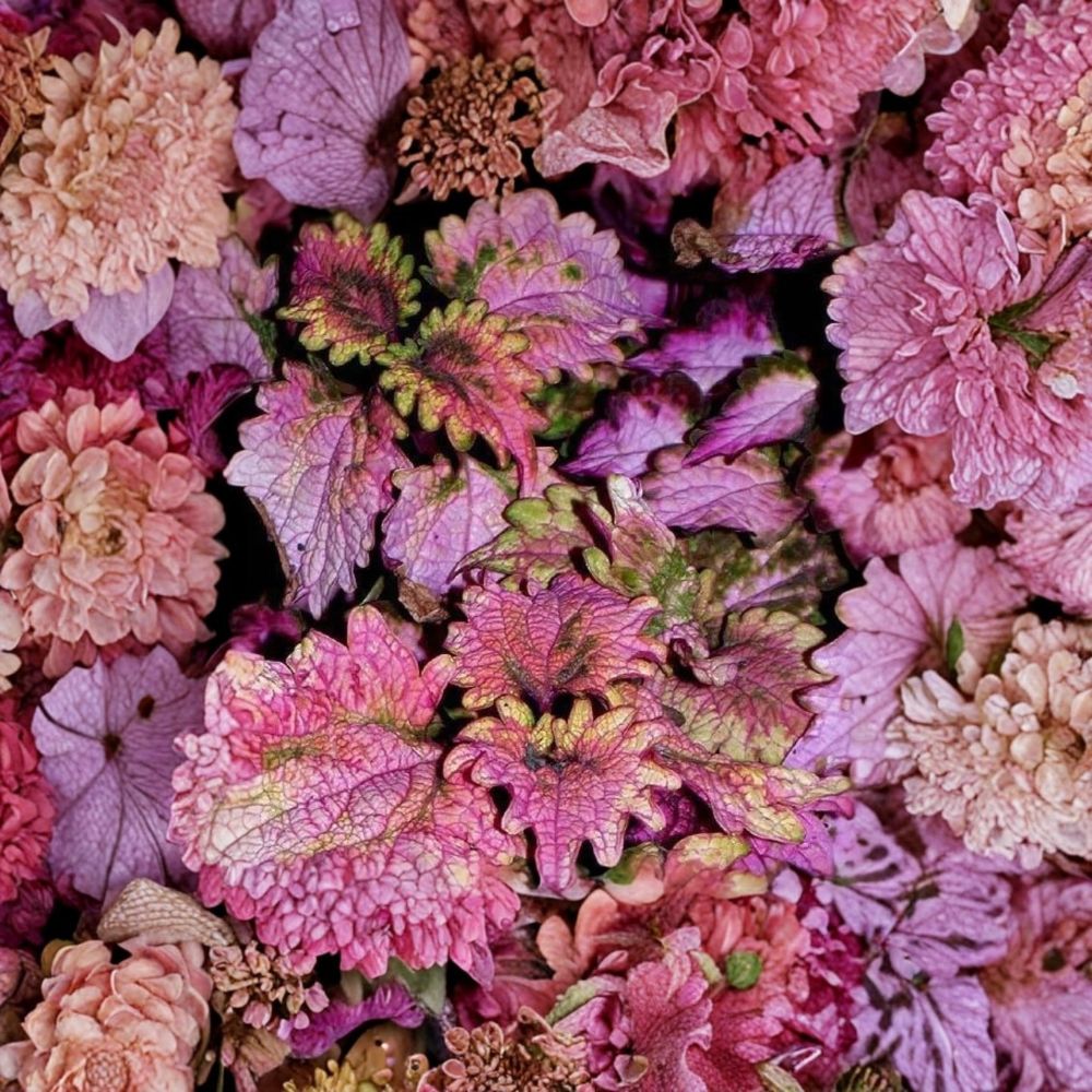 3 Live FloridaSun Rose Coleus Plants – 4–6 Inch Starter | Pink & Green Foliage | Coleus ‘FloridaSun Rose’ | Rooted with Soil | No Pot