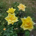 Oregold Grandiflora Rose – Rosa Live Plant | 3 Gallon Size | Golden Yellow Blooms | Award-Worthy Garden Rose | Easy to Grow