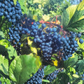 Concord Grape Vine – Vitis labrusca Live Plant | 2 Gallon Size | Sweet Fruit Producing Vine | Includes Root Ball | Vineyard & Garden Friendly | Easy to Grow