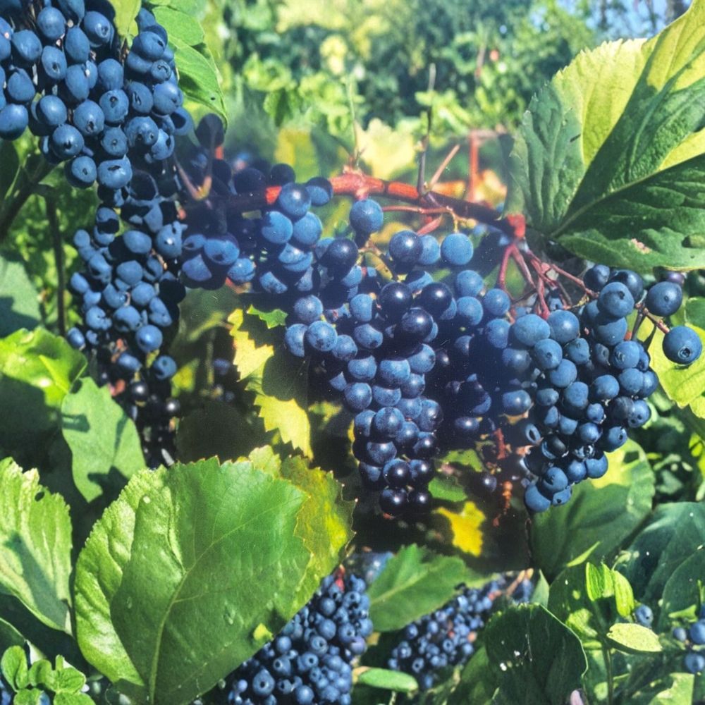 Concord Grape Vine – Vitis labrusca Live Plant | 2 Gallon Size | Sweet Fruit Producing Vine | Includes Root Ball | Vineyard & Garden Friendly | Easy to Grow