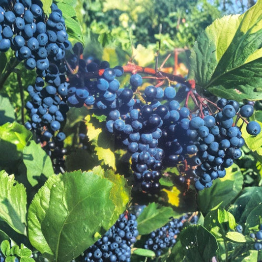 Concord Grape Vine – Vitis labrusca Live Plant | 2 Gallon Size | Sweet Fruit Producing Vine | Includes Root Ball | Vineyard & Garden Friendly | Easy to Grow