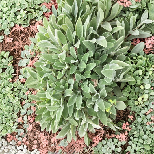 15 Lamb’s Ear Live Plants – Stachys byzantina | Bare Root Perennial Starters | Silvery Fuzzy Foliage | Ground Cover | Zones 4–9