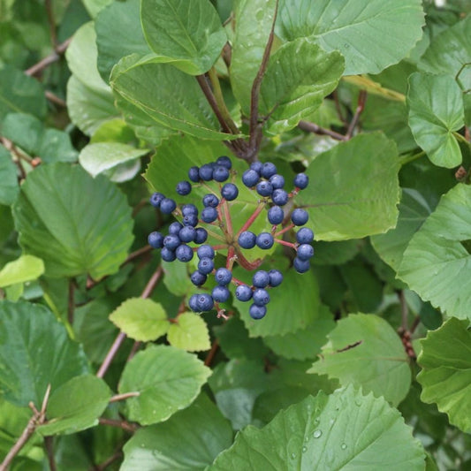 5 Live Chicago Lustre Viburnum Plants – Viburnum dentatum | 4–6 Inch | 3 Inch Pots | Arrowwood Shrubs | White Flowering Hedge