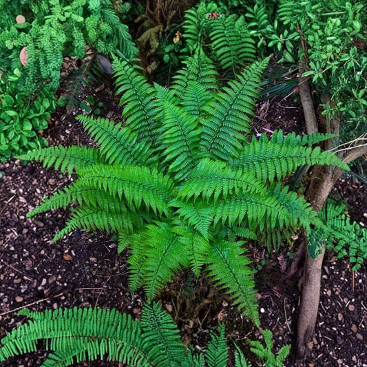 10 Live Christmas Fern Bulbs | Polystichum acrostichoides | Bare Root Rhizomes | Perennial Evergreen Fern | Shade Garden Favorite | Zones 3–9