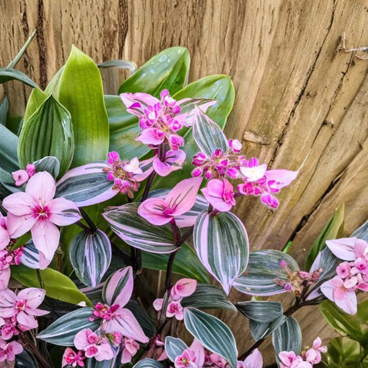 Wandering Jew Plant – Tradescantia zebrina Live Plant | 3 Inch Pot | Pink Variegated Trailing Houseplant Starter | Easy Care Indoor Plant