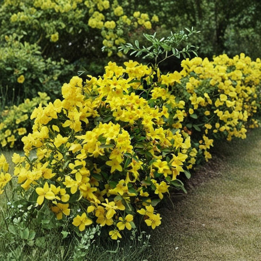 Yellow Crossvine – Bignonia Live Plant | Rooted Starter Plant | Ships in Pot | Yellow Flowers | Hummingbird & Butterfly Friendly | Climbing Vine