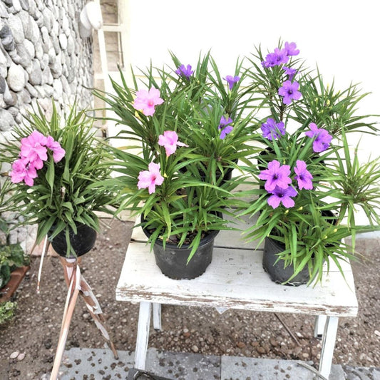 5 Live Dwarf Ruellia Plants – 2 Purple & 3 Pink Flowers | Rooted Starter Plants | Ships Bare Root | Hardy Perennial | Easy to Grow