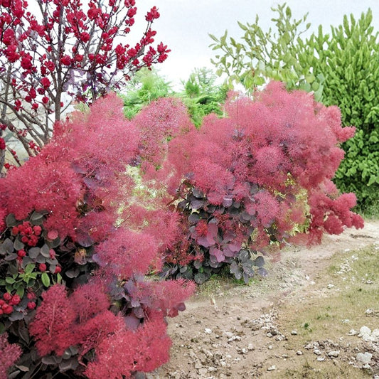 Eupatorium Purple Smoke – Live Plant | 6–12 Inches Tall | Includes 4 Inch Nursery Pot | Hardy Perennial Pollinator Plant | Easy to Grow