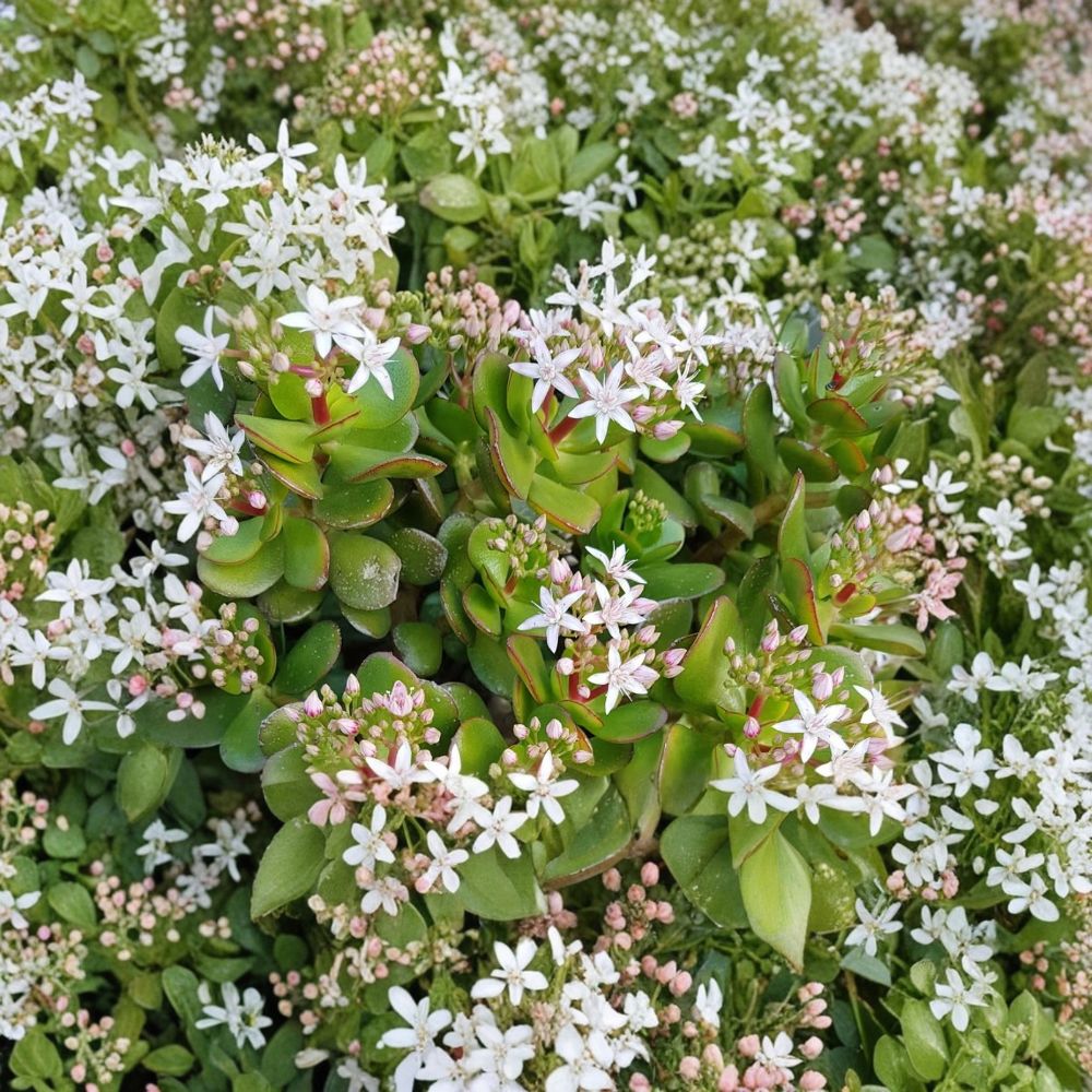 Live Jade Plant – Crassula ovata 5 Inch | 2 Inch Pot | Succulent Houseplant | Easy Care Indoor Plant | Glossy Green Foliage