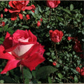 Love Grandiflora Rose – Rosa Live Plant | 5 Gallon Size | Ruby Red & White Blooms | Fragrant Rose Bush | Easy to Grow