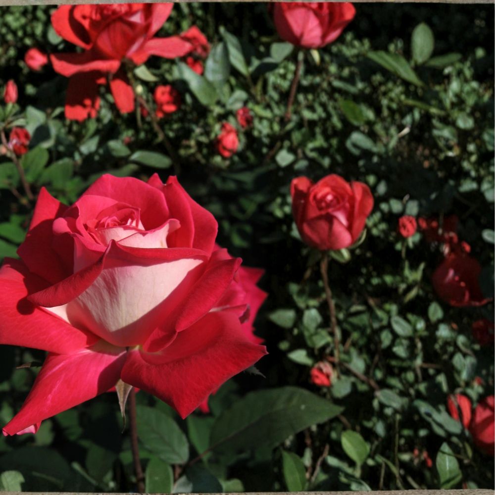 Love Grandiflora Rose – Rosa Live Plant | 5 Gallon Size | Ruby Red & White Blooms | Fragrant Rose Bush | Easy to Grow