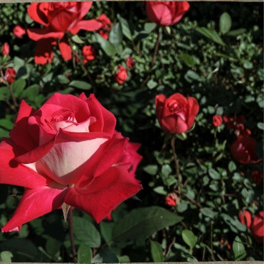 Love Grandiflora Rose – Rosa Live Plant | 5 Gallon Size | Ruby Red & White Blooms | Fragrant Rose Bush | Easy to Grow