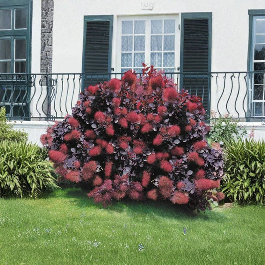 Purple Smoke Tree Live Plant – 12–18 Inch | Quart Pot | Purple Foliage Shrub | Fall Color | Drought Tolerant | Zones 4–8