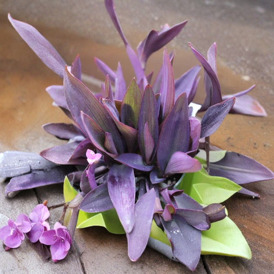 Purple Heart Live Plant – Tradescantia pallida | 1 Gallon Size | Ships Bare Root (No Pot) | Purple Ornamental Ground Cover | Easy to Grow