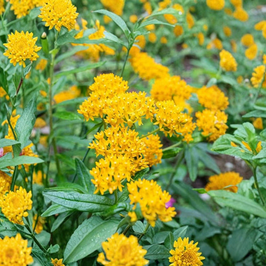 2 Live Yellow Milkweed Plants – Asclepias perennis | 3–6 Inch Starter Plants | Bare Root | Butterfly & Pollinator Garden