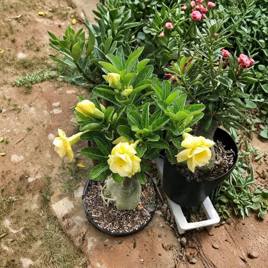 Double Yellow Desert Rose Live Starter Plant – Adenium Obesum | Yellow Double Blooms | Bare Root No Pot | Drought Tolerant Succulent
