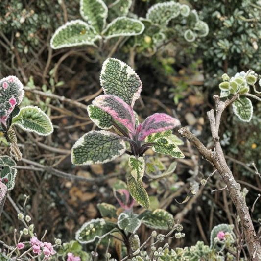 3 Live Tricolor Sage Plants – 3–6" Tall | Salvia officinalis ‘Tricolor’ | Variegated Culinary Herb | No Pot