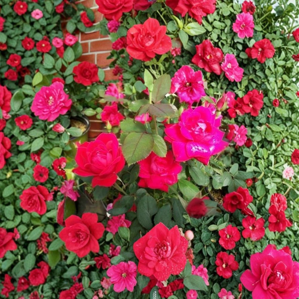 Double Knock Out® Red Rose – Live Rose Bush Plant | 1 Gallon Size | Includes Root Ball | Disease Resistant Flowering Shrub | Garden & Landscape Friendly | Easy to Grow
