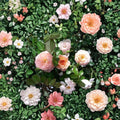 Apricot Drift Rose – Rosa Live Plant | 5 Gallon Size | Apricot Blooms | Disease Resistant Groundcover Rose | Easy to Grow