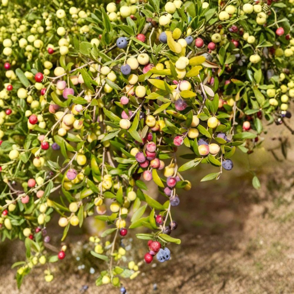 Live Arbequina Olive Plant – Olea europaea 'Arbequina' | 4–6 Inches Tall | Ships Bare Root | Dwarf Fruit Olive Tree | Container & Patio Friendly