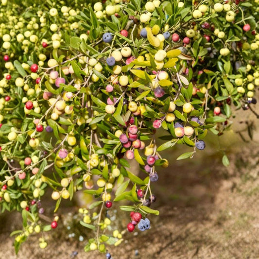 Live Arbequina Olive Plant – Olea europaea 'Arbequina' | 4–6 Inches Tall | Ships Bare Root | Dwarf Fruit Olive Tree | Container & Patio Friendly