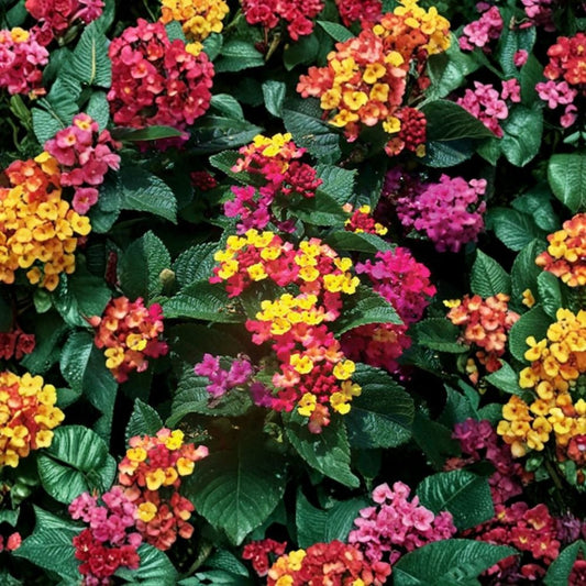 Set of 2 Anne Marie Lantana Live Plants – 4–6 Inch | Yellow & Pink Bicolor Flowers | Lantana Starter Plants | Pollinator Friendly | Ships Without Pot