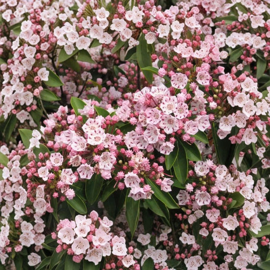 Pink Mountain Laurel Live Plant – Bare Root 1 Foot+ | Hardy Native Flowering Shrub | All Natural Garden Starter | Easy to Grow
