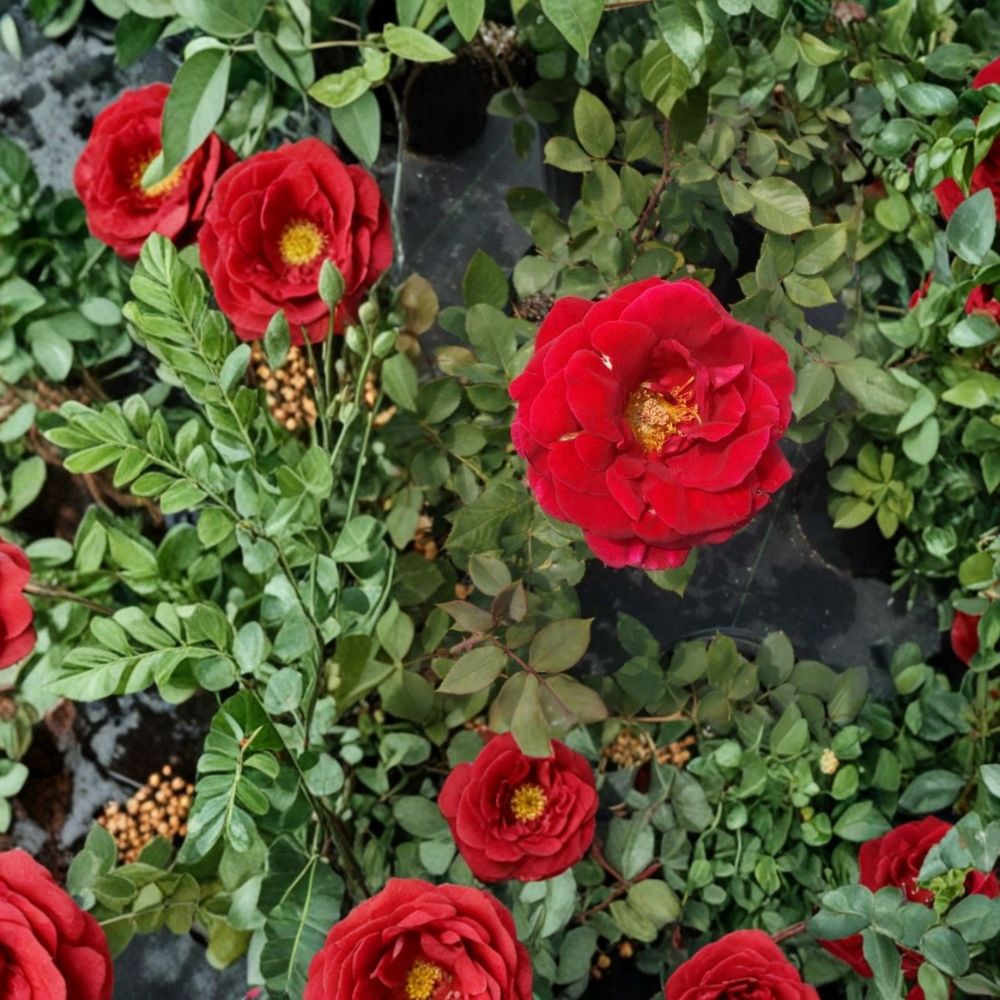 Mr. Lincoln Red Rose – Live Bush Plant | 2 Gallon Size | Includes Rooted Hybrid Tea Rose Ready for Planting | Landscape & Garden Friendly | Easy to Grow