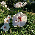 Double Flower White Althea Rose of Sharon – Live Shrub Plant | 3 Gallon Size | Includes Rooted Plant Ready for Planting | Landscape & Garden Friendly | Easy to Grow