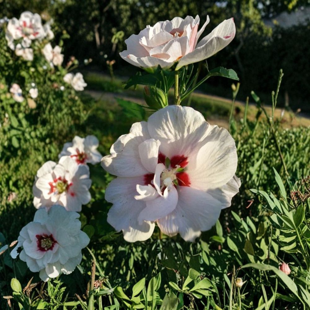 Double Flower White Althea Rose of Sharon – Live Shrub Plant | 3 Gallon Size | Includes Rooted Plant Ready for Planting | Landscape & Garden Friendly | Easy to Grow