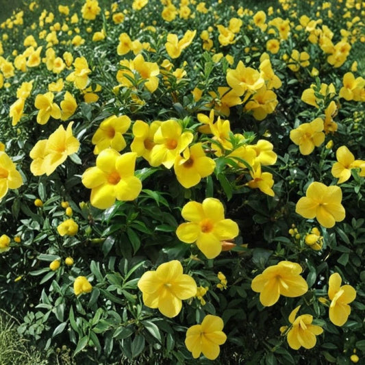 Brown Bud Allamanda – Allamanda hendersonii Live Vine Plant | 2–8 Inches Tall | Tropical Yellow Bell Flowers | Rooted Starter Plant | Ships in Pot