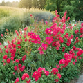 Dynamite Crape Myrtle Tree – Lagerstroemia indica Live Plant | 4–6 Feet Tall | Deep Red Blooms | Flowering Landscape Tree | Easy to Grow