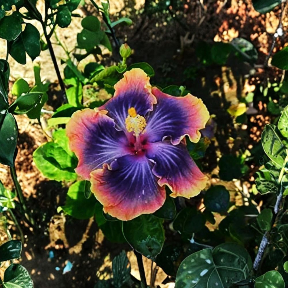 Madagascar Hibiscus – Hibiscus moscheutos Live Starter Plant | 3–5 Inches Tall | Ships Bare Root | Hardy Perennial | Tropical Flowering Plant