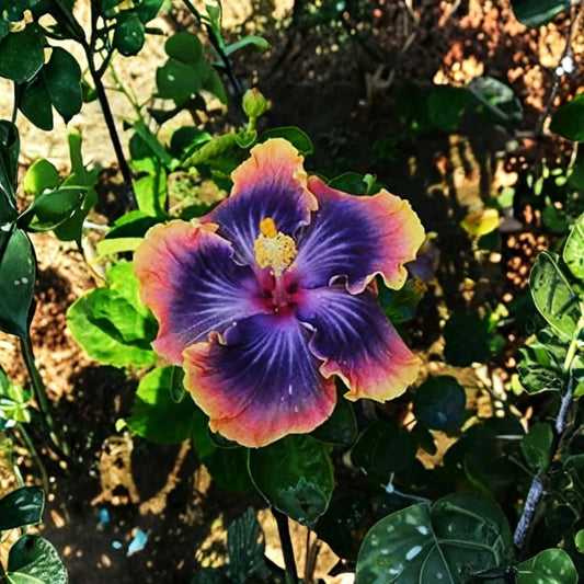 Madagascar Hibiscus – Hibiscus moscheutos Live Starter Plant | 3–5 Inches Tall | Ships Bare Root | Hardy Perennial | Tropical Flowering Plant