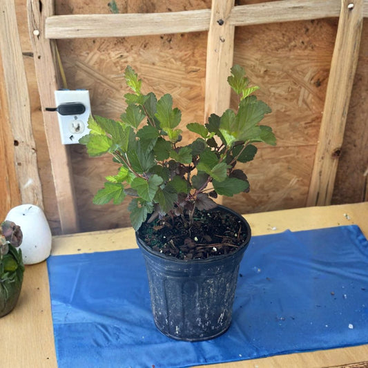 Ninebark Live Plant – Physocarpus opulifolius | 6–8 Inch Starter | 1 Gallon Container Grown | Deciduous Shrub | Ships Without Pot
