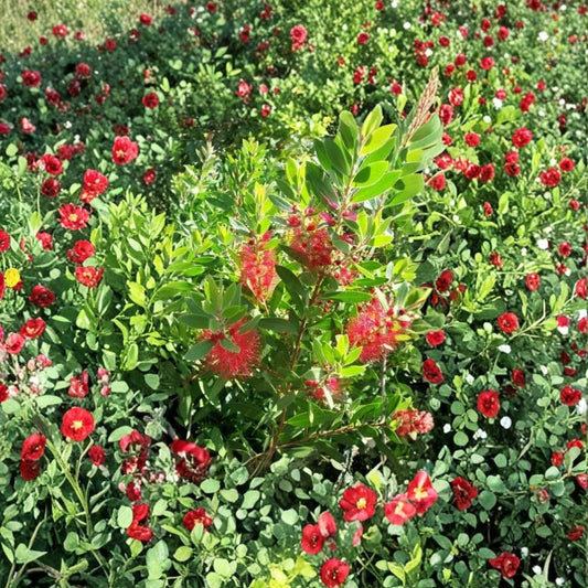 Red Bottlebrush – Callistemon citrinus Live Plant | 3 Gallon Size | Red Flowering Shrub | Includes Root Ball | Landscape & Pollinator Friendly | Easy to Grow