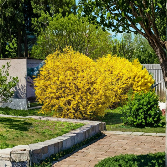 Lynwood Gold Forsythia Live Plant | 6–12 Inches Tall | 4 Inch Pot | Hybrid Flowering Shrub | Early Spring Blooms | Zones 5–8