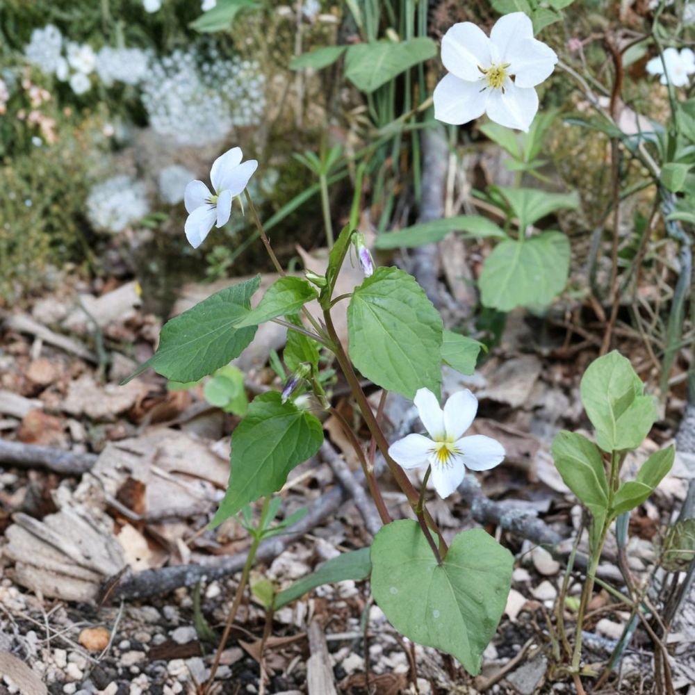 Live White Violet Plant | 3–5 Inches Tall | 4 Inch Pot | Flowering Houseplant | Indoor Gardening | Easy Care Gift Plant