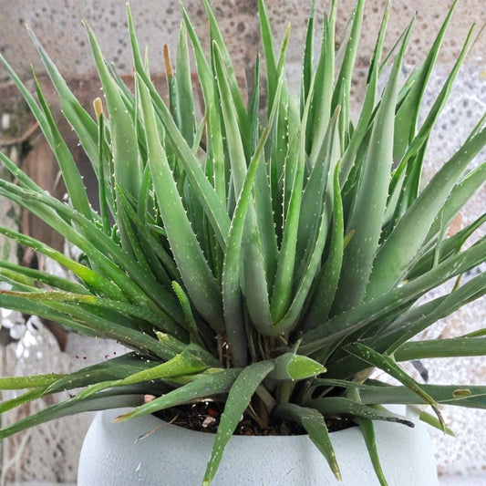 Organic Aloe Vera Live Starter Plant – 6–8 Inches Tall | Includes 2.5 x 3.5 Inch Pot | Well-Rooted Medicinal Succulent | Easy to Grow